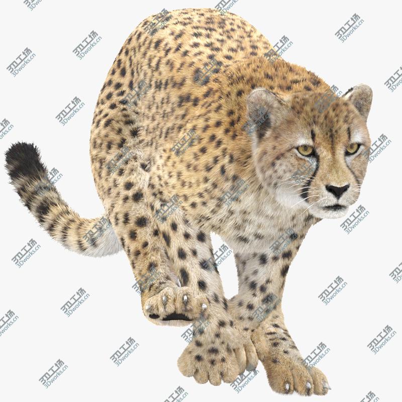 images/goods_img/202104021/3D Cheetah Animated, Fur/1.jpg